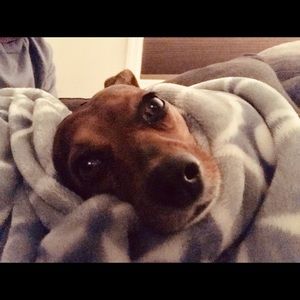 Meet your Posher, Thomas